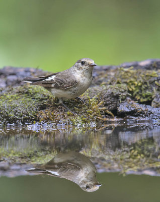 Collared Flycatcher (female)