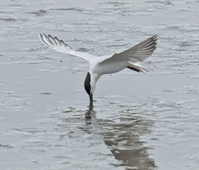 Gull-billed Tern 