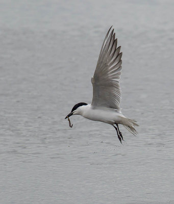 Gull-billed Tern 