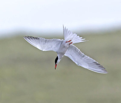 Common Tern 