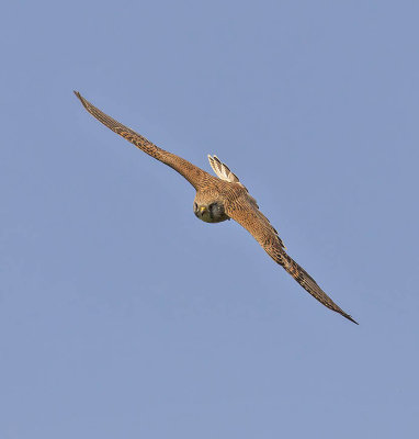 Kestrel 