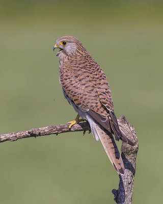 Kestrel 