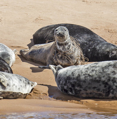 Grey Seal 