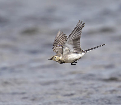 Pied Wagtail (juvenile)