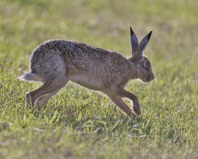 Hare 