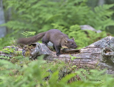 Pine Marten (male)