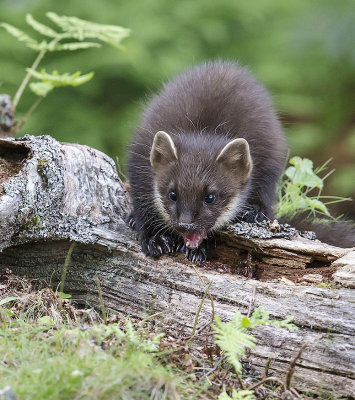 Pine Marten (female)