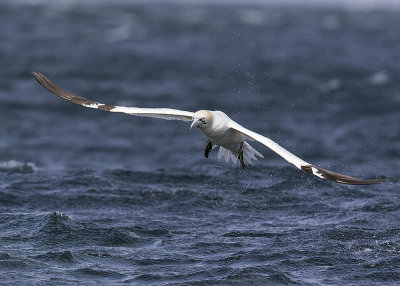 Gannet 