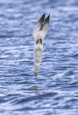 Gannet 