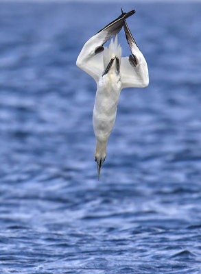 Gannet 