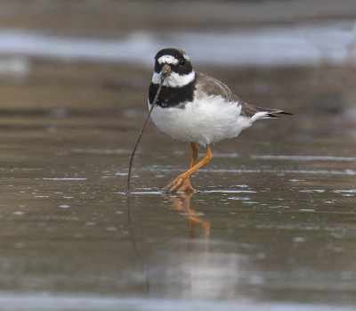 Ringed Plover 