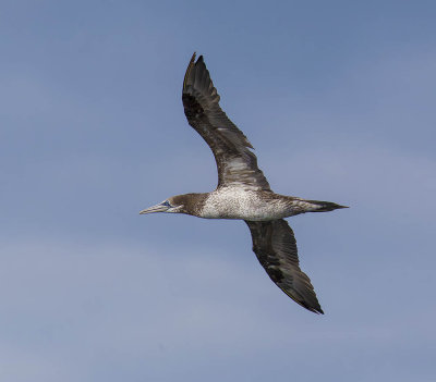 Gannet (1st Summer)