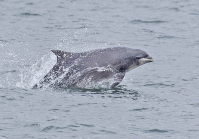 Bottlenose Dolphin 