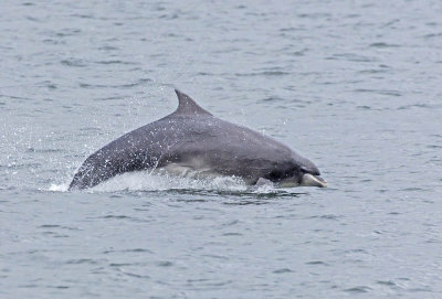 Bottlenose Dolphin 