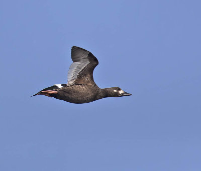 Velvet Scoter 