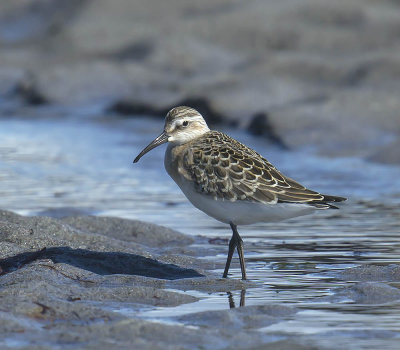 Curlew Sandpiper (juvenile)