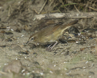 Siberian Rubythroat (female)
