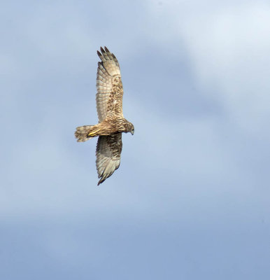 Eastern Marsh Harrier 