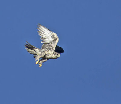 Saker Falcon