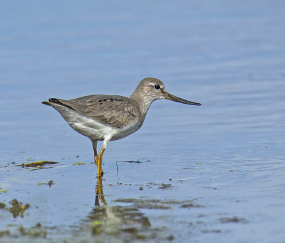 Terek Sandpiper 