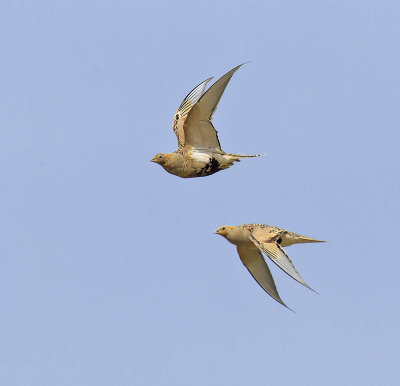 Pallas's Sandgrouse 