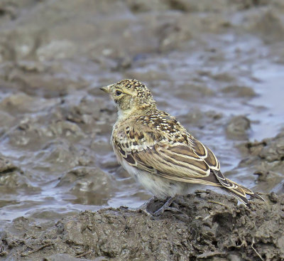 Horned Lark (juvenile)