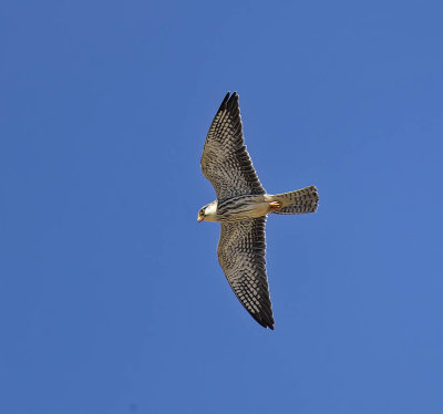 Amur Falcon