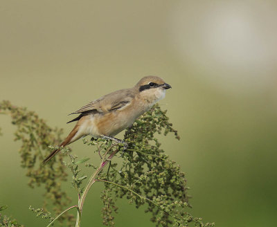 Daurian Shrike (Isabelline)