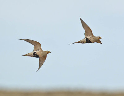 Pallas's Sandgrouse 
