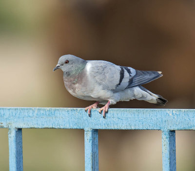 Hill Pigeon 