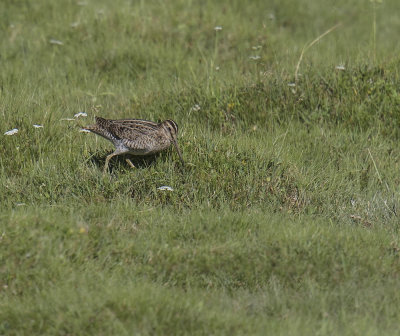 Pintail Snipe 