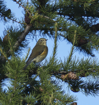 Red-flanked Bluetail 
