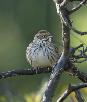Little Bunting 