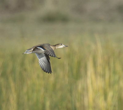 Baikal Teal (in eclipse)