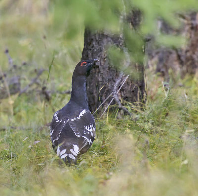 Black-billed Capercaillie 