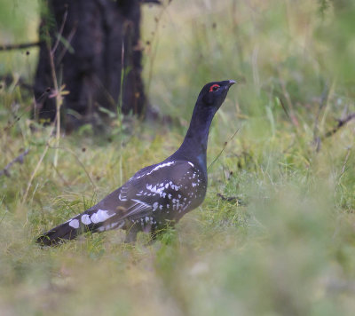 Black-billed Capercaillie 