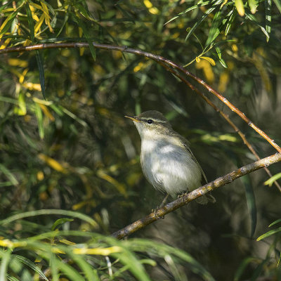 Arctic Warbler 