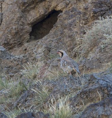 Chukar 
