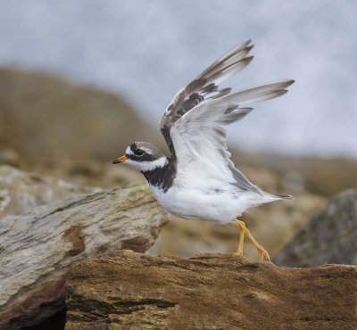 Ringed Plover 