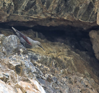 Wallcreeper 