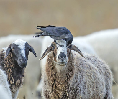 Daurian Jackdaw