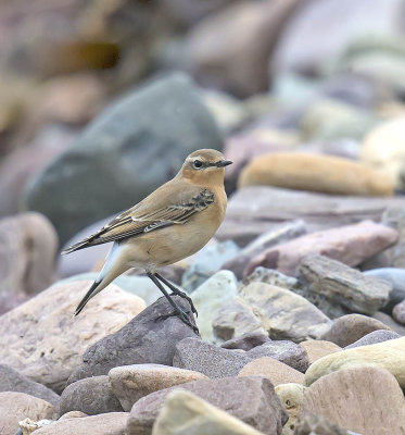 Wheatear 