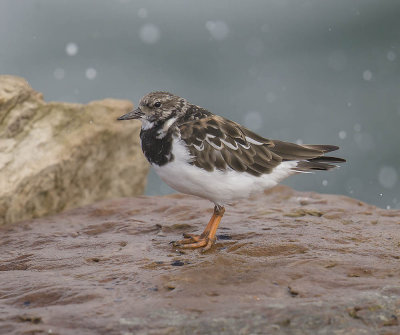 Turnstone 