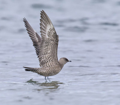 Long-tailed Skua (juvenile)