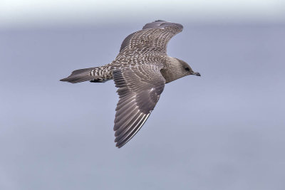 Long-tailed Skua (juvenile)