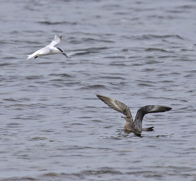 Long-tailed Skua (juvenile)