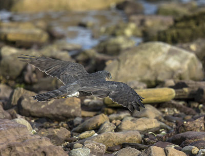 Sparrowhawk (1st w male)