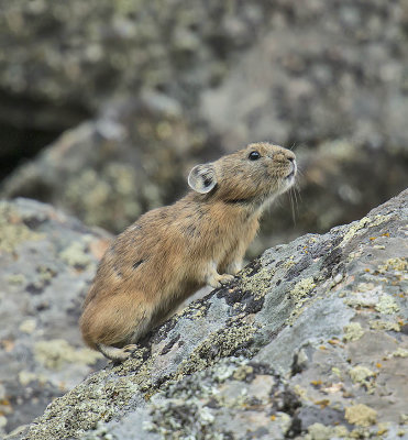 Siberian Pika 