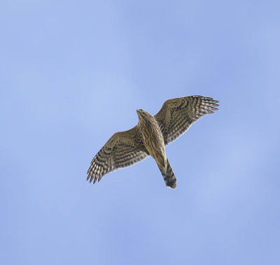 Goshawk (juvenile)