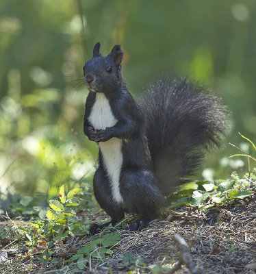 Red Squirrel 